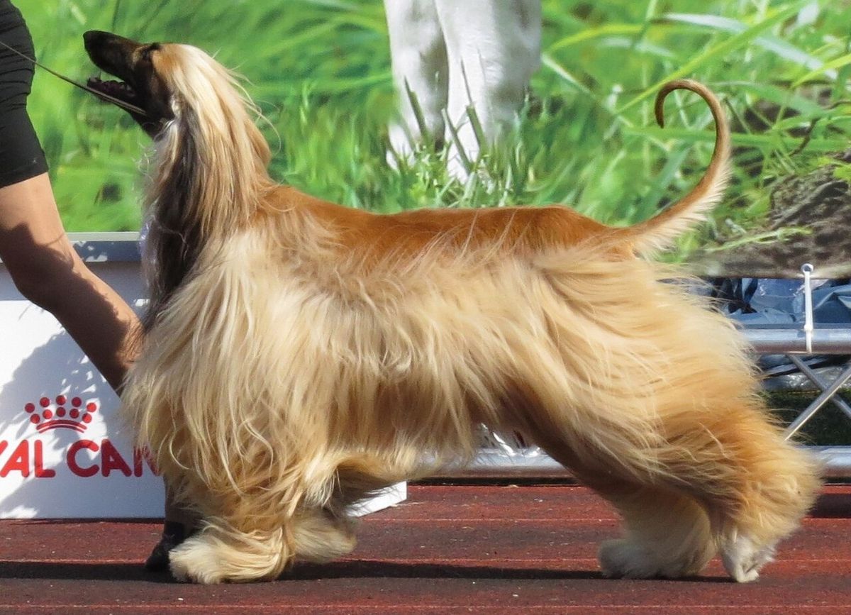 Afghanhund