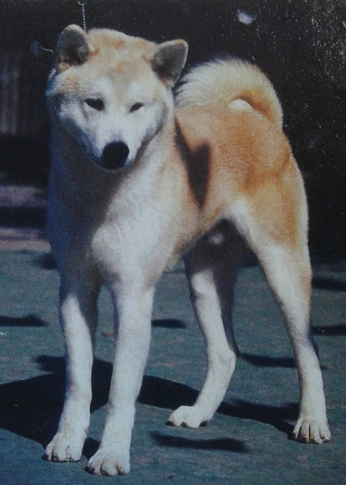 Akita (hundras)