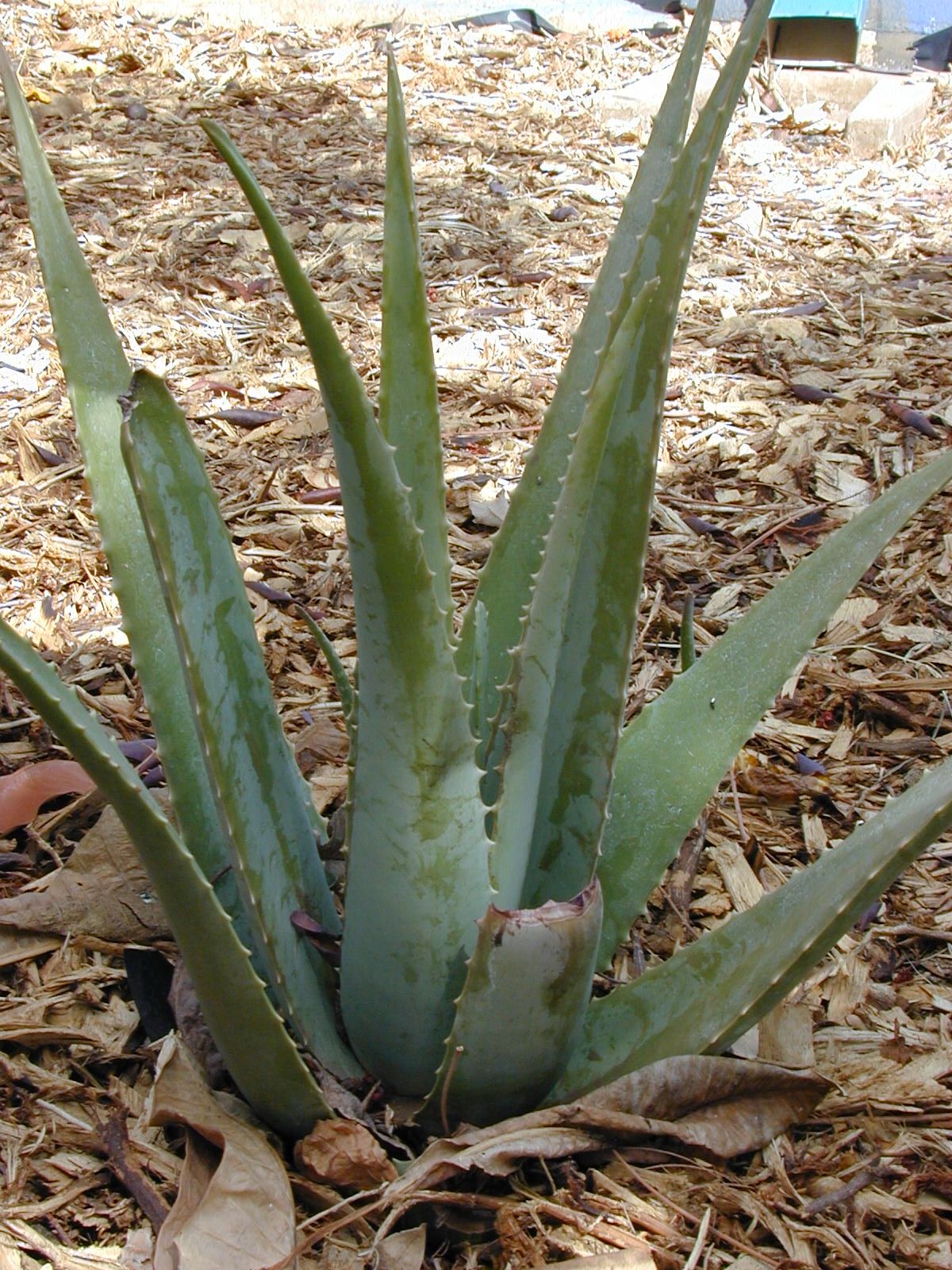 Äkta aloe