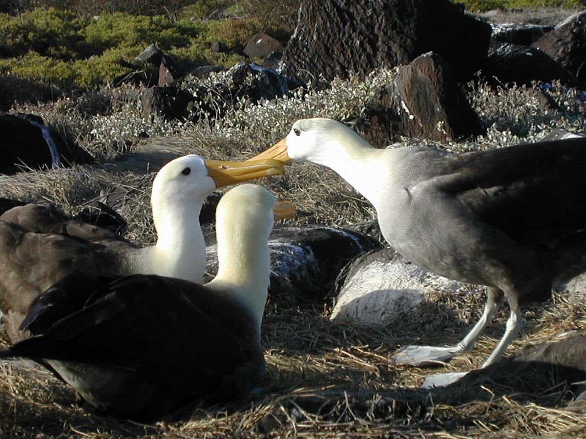 Albatrosser