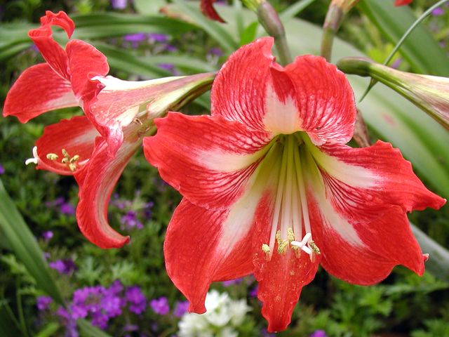 Amaryllis