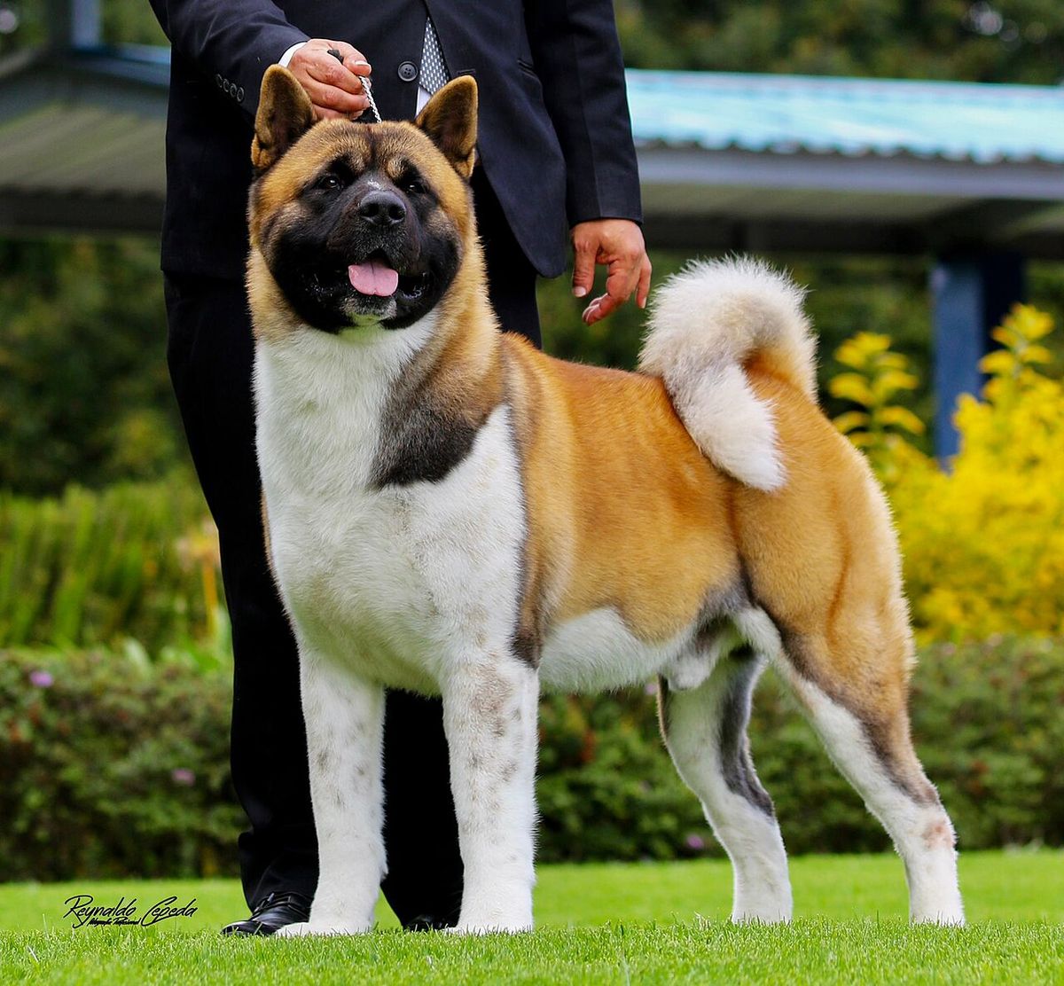 American akita