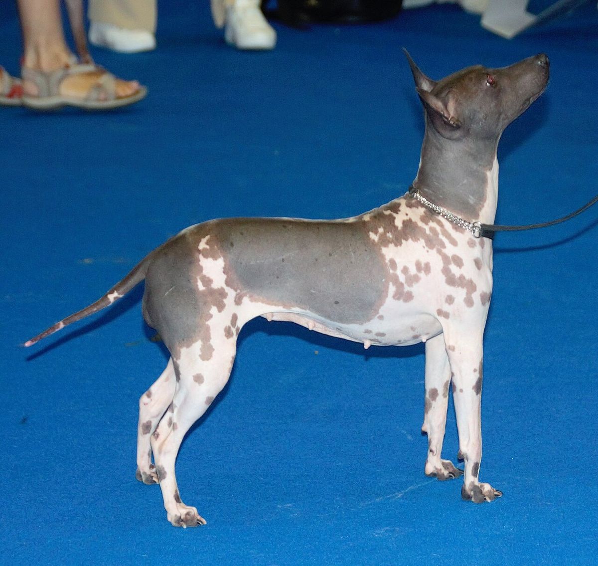 American hairless terrier