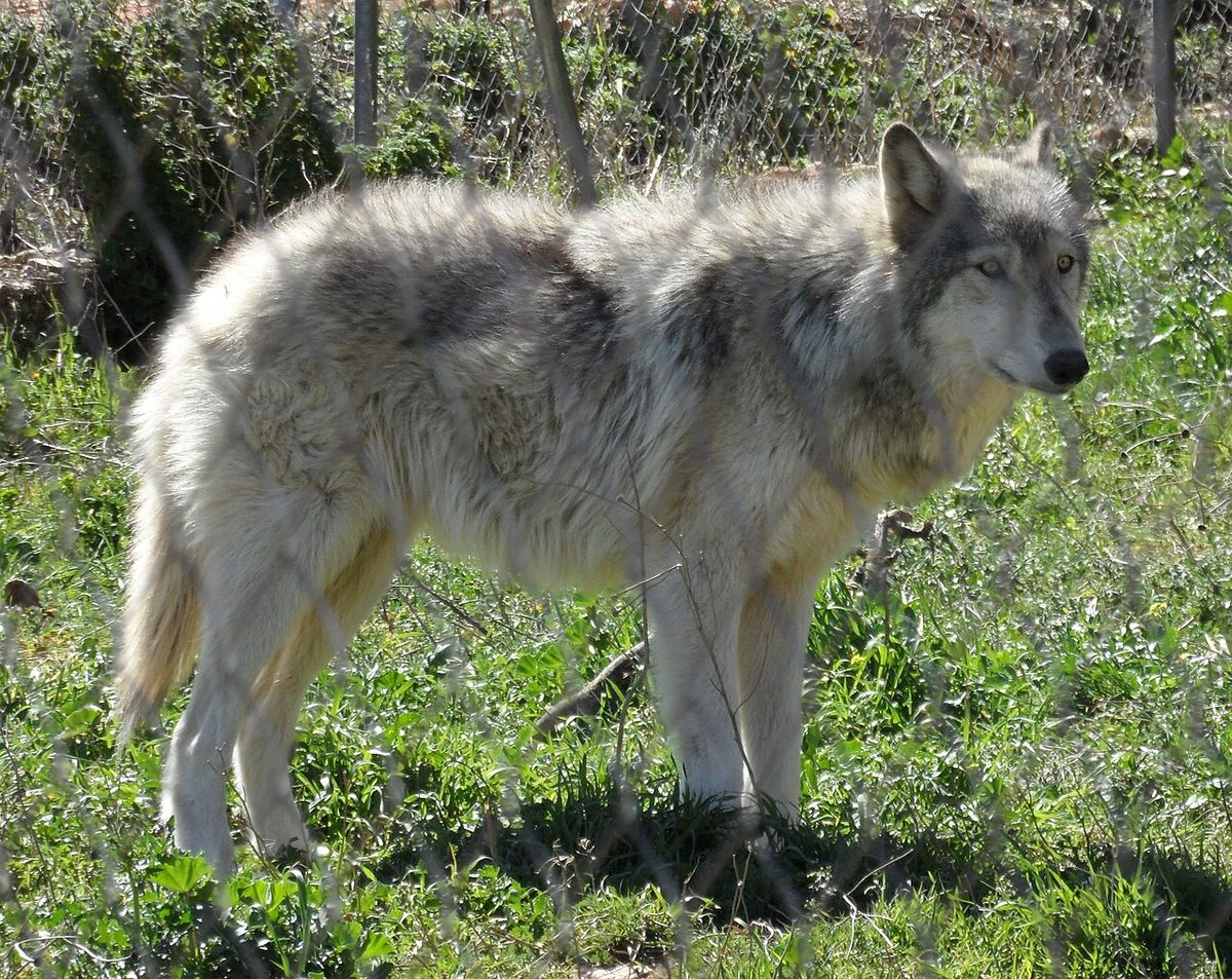 American Wolfdog