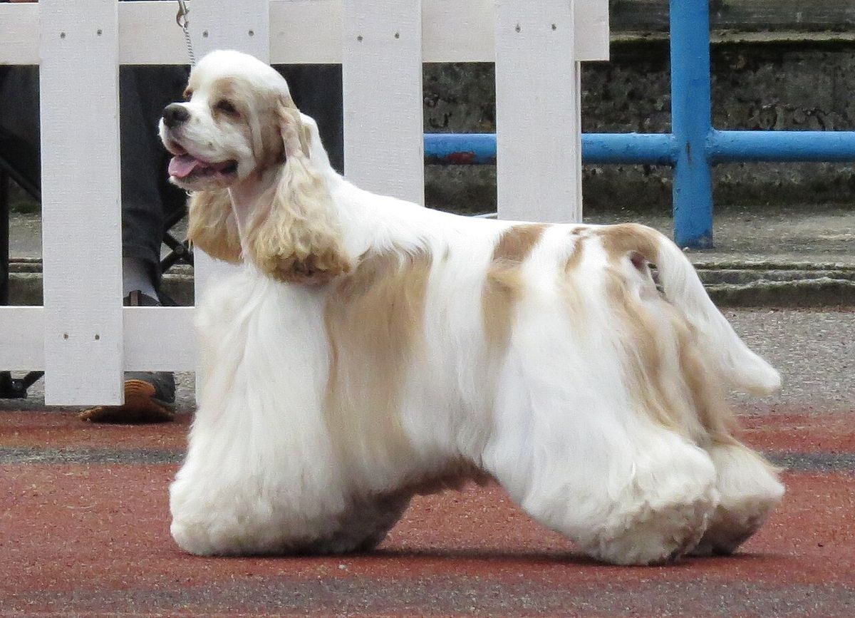 Amerikansk cocker spaniel