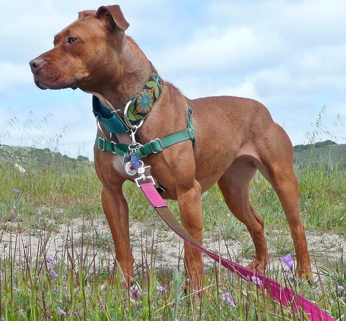 Amerikansk pitbullterrier