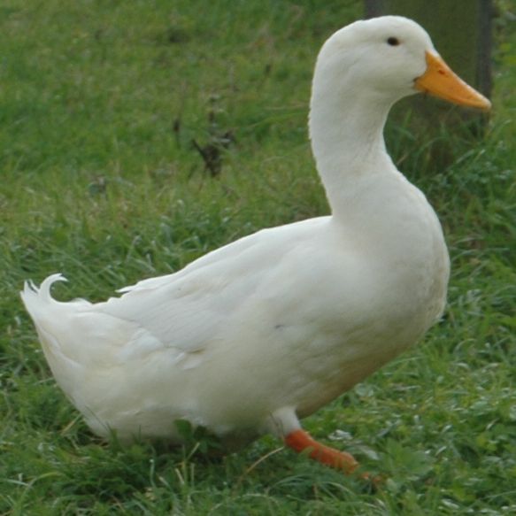 Anka