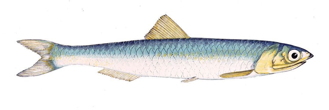 Ansjovis (fisk)
