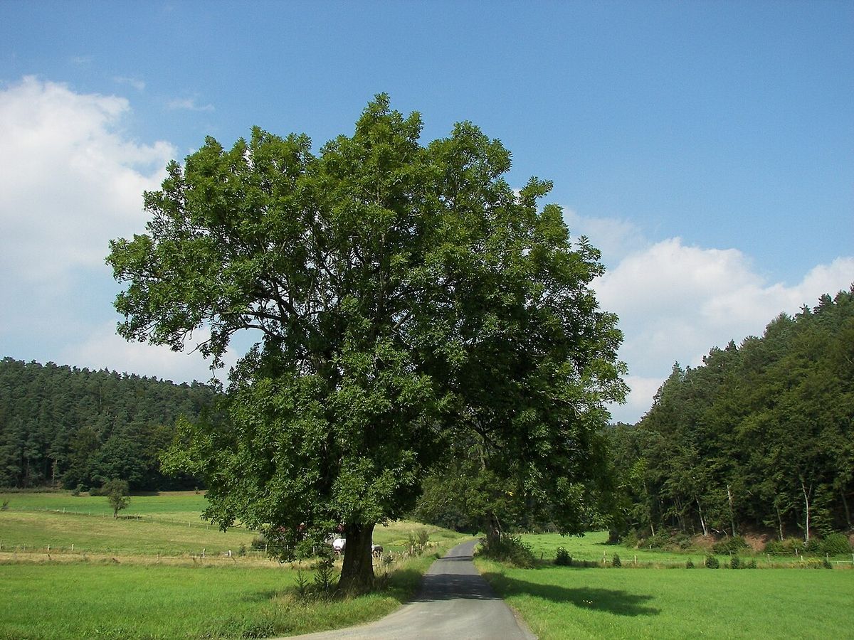 Ask (träd)