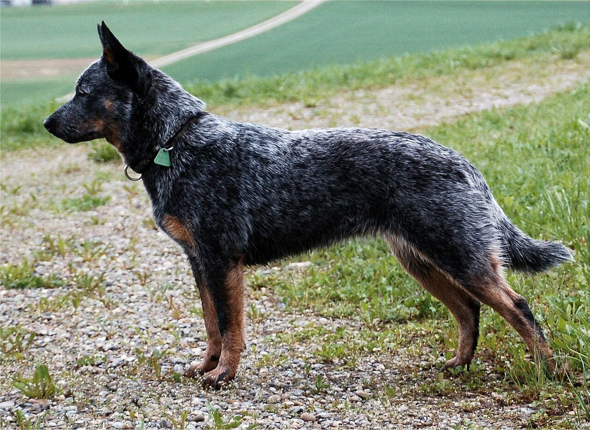 Australian cattledog