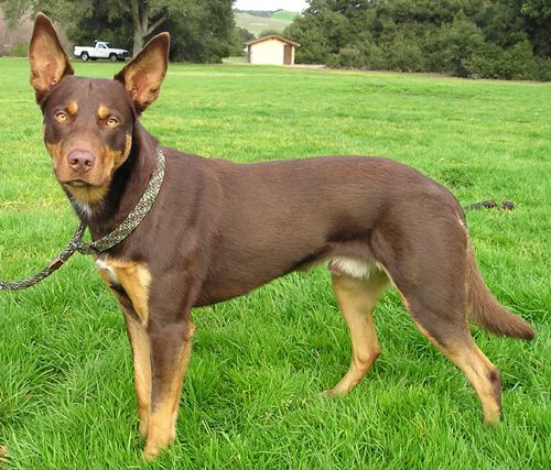 Australian kelpie