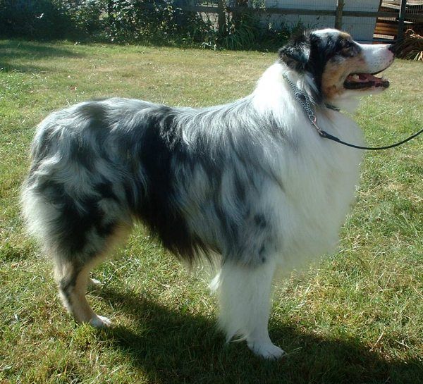 Australian shepherd