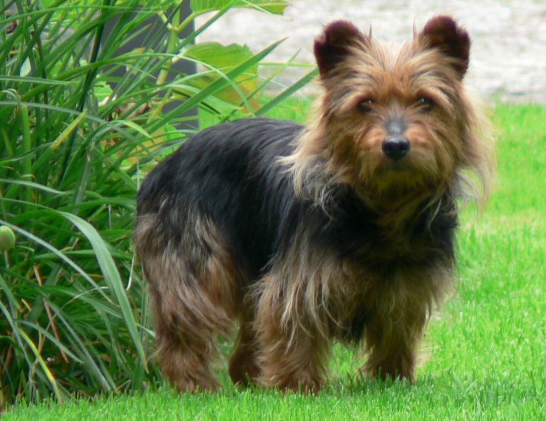 Australisk terrier