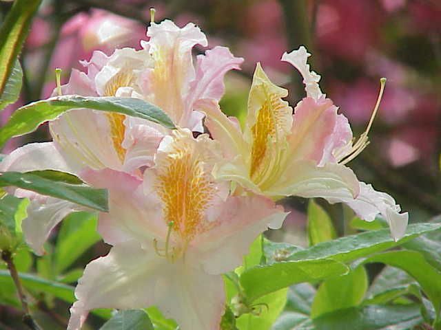 Azalea