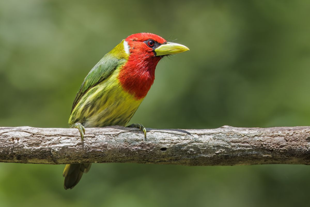 Barbet