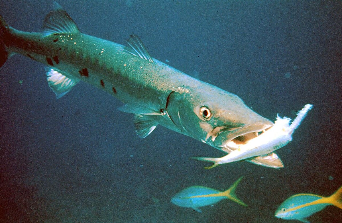 Barracudafiskar
