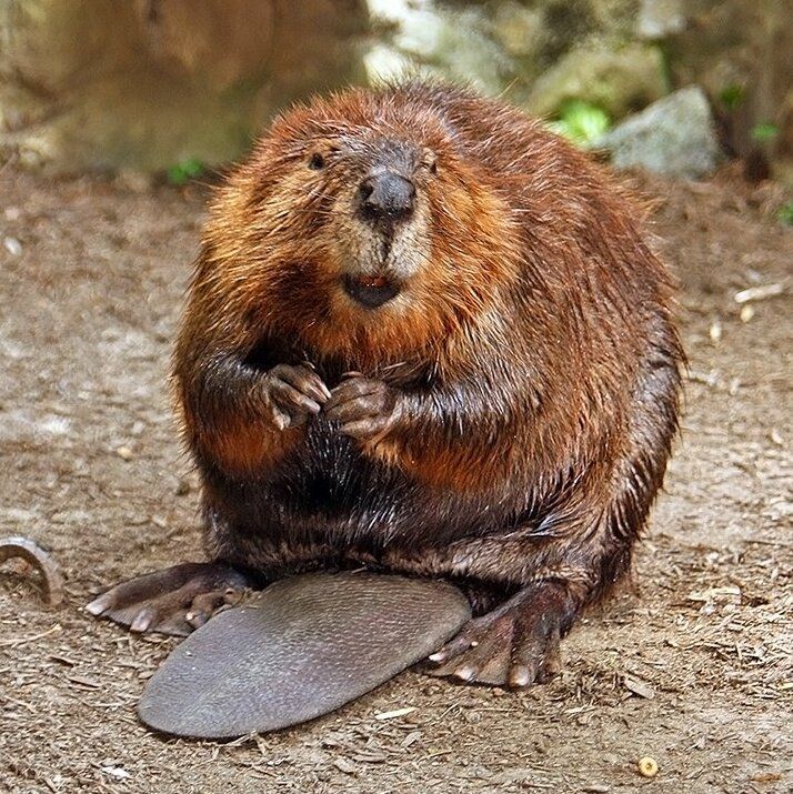 Bävrar