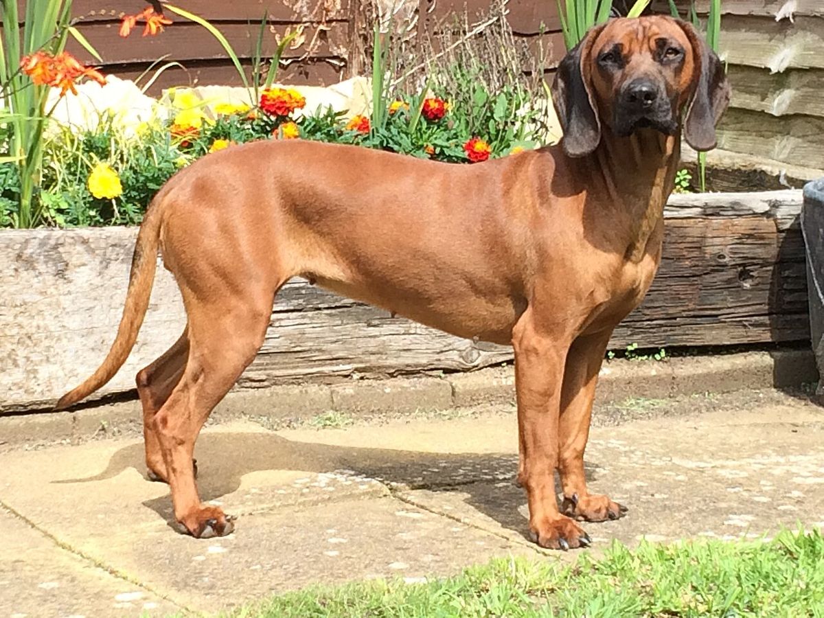 Bayersk viltspårhund