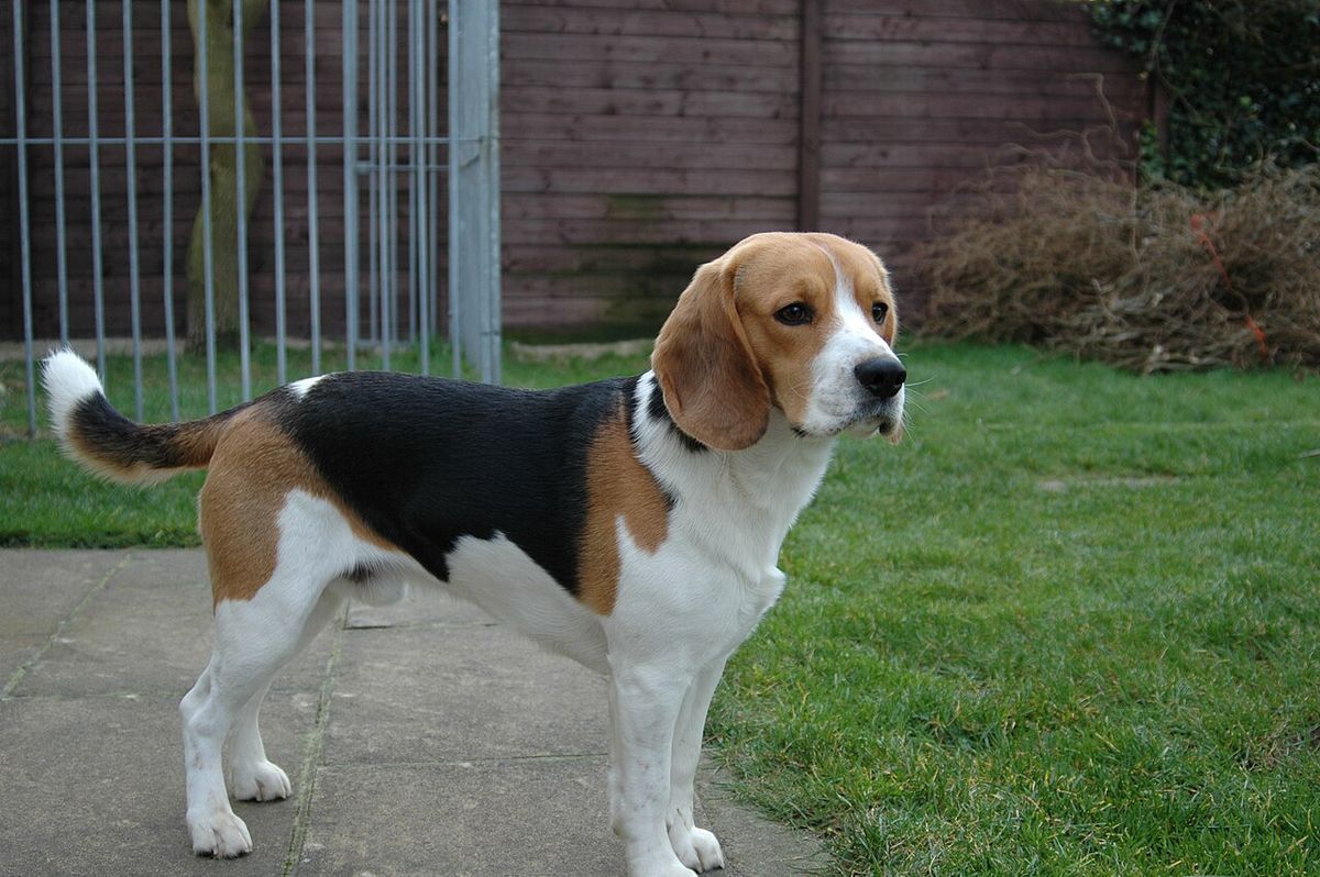 Beagle (hundras)