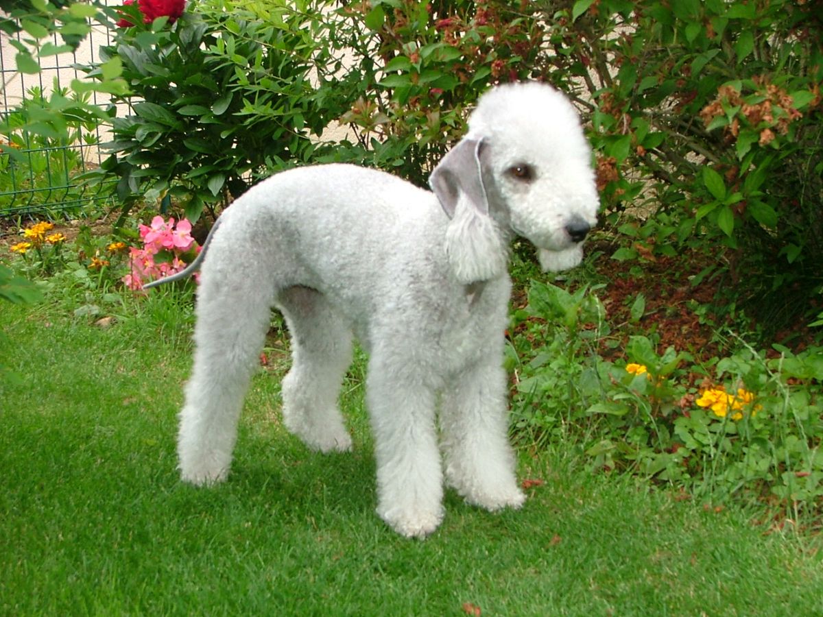 Bedlingtonterrier