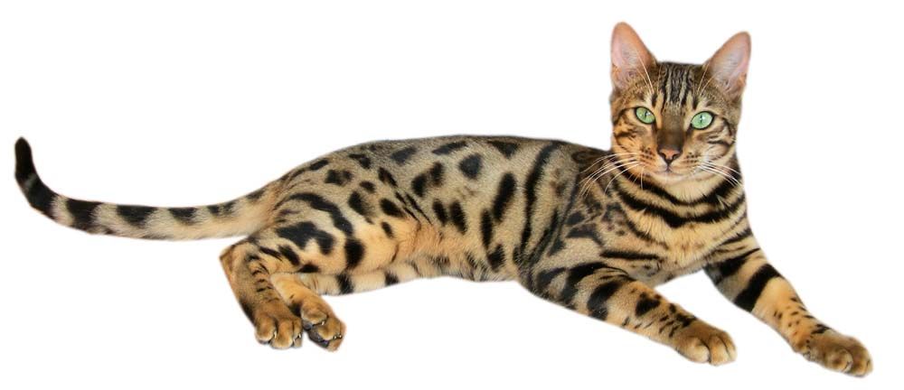 Bengalkatt