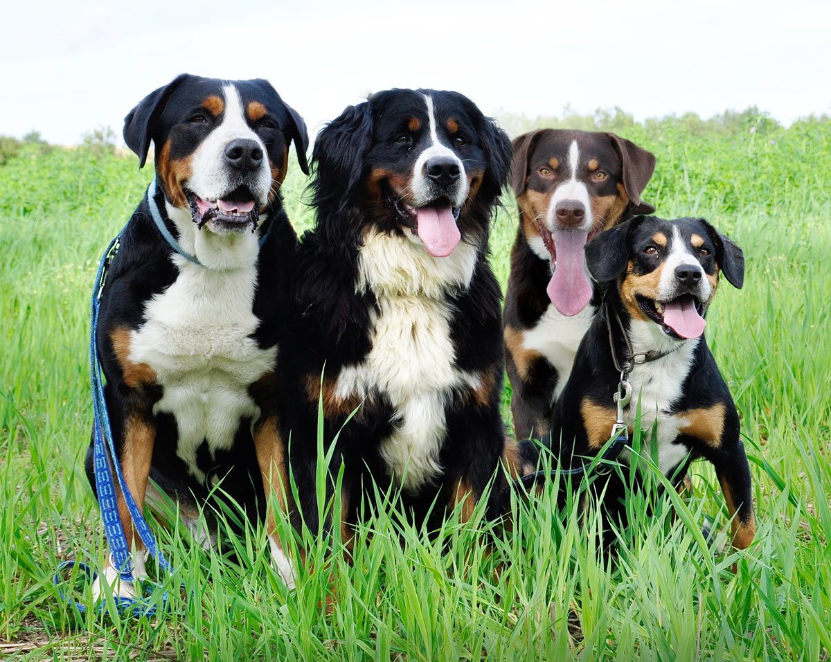 Berner sennenhund