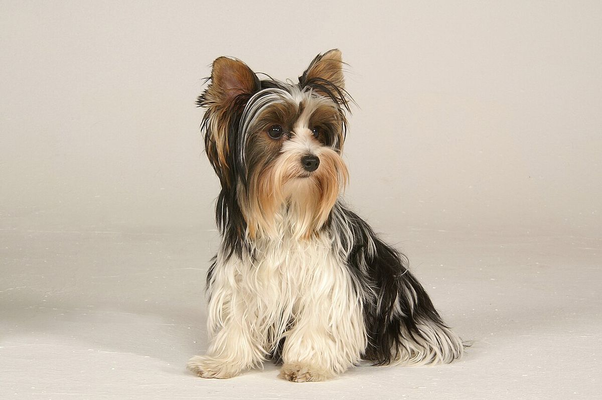 Biewer terrier
