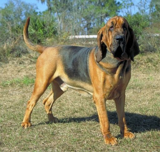 Blodhund