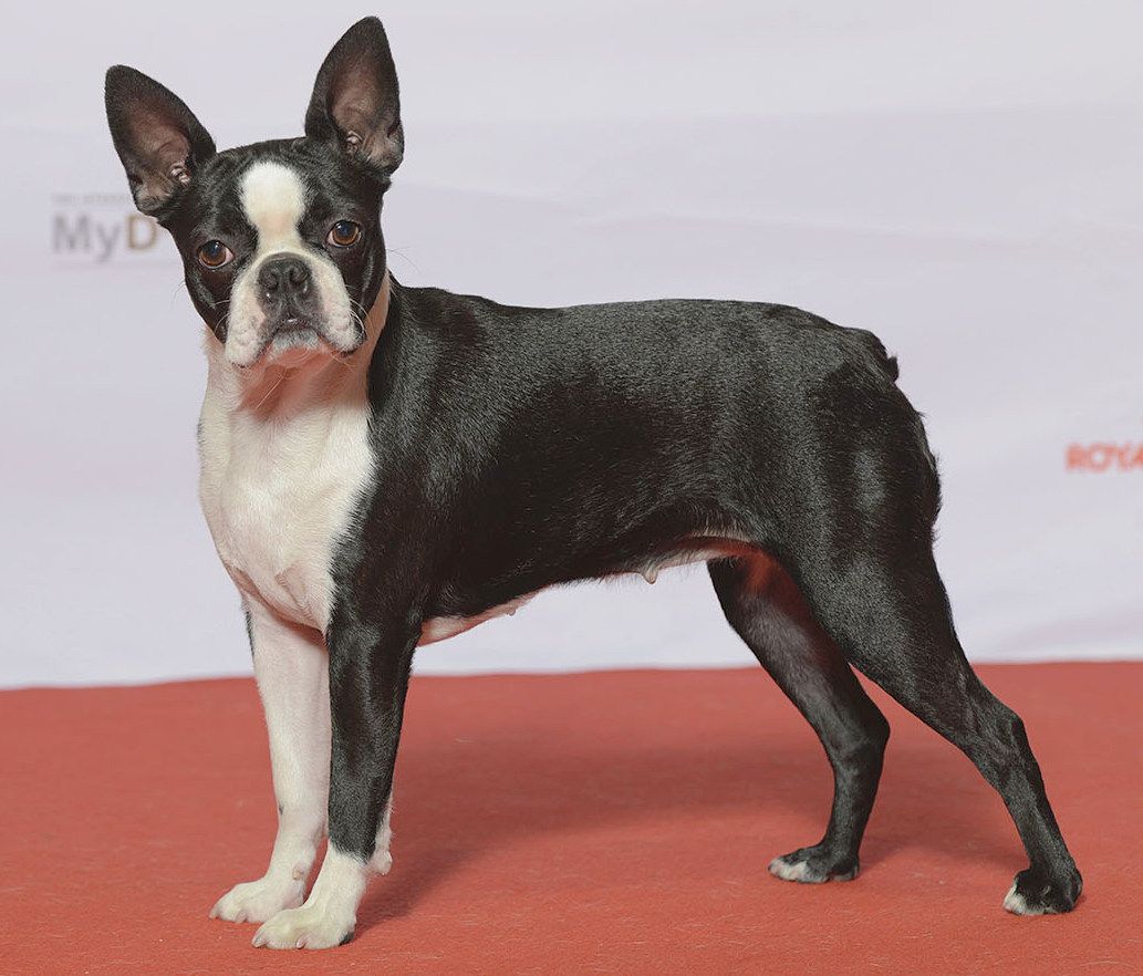 Bostonterrier