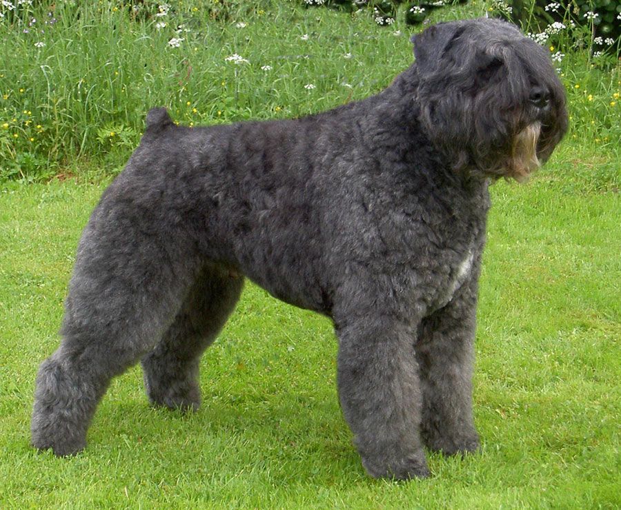 Bouvier des flandres