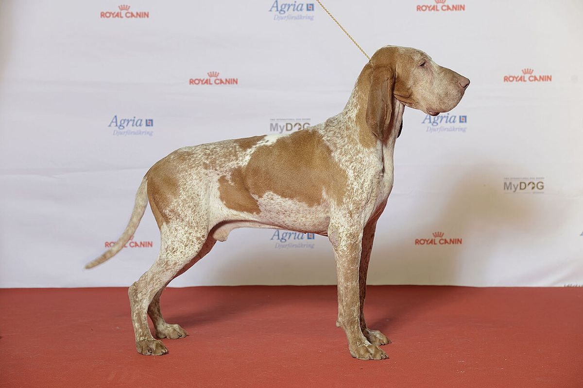 Bracco italiano