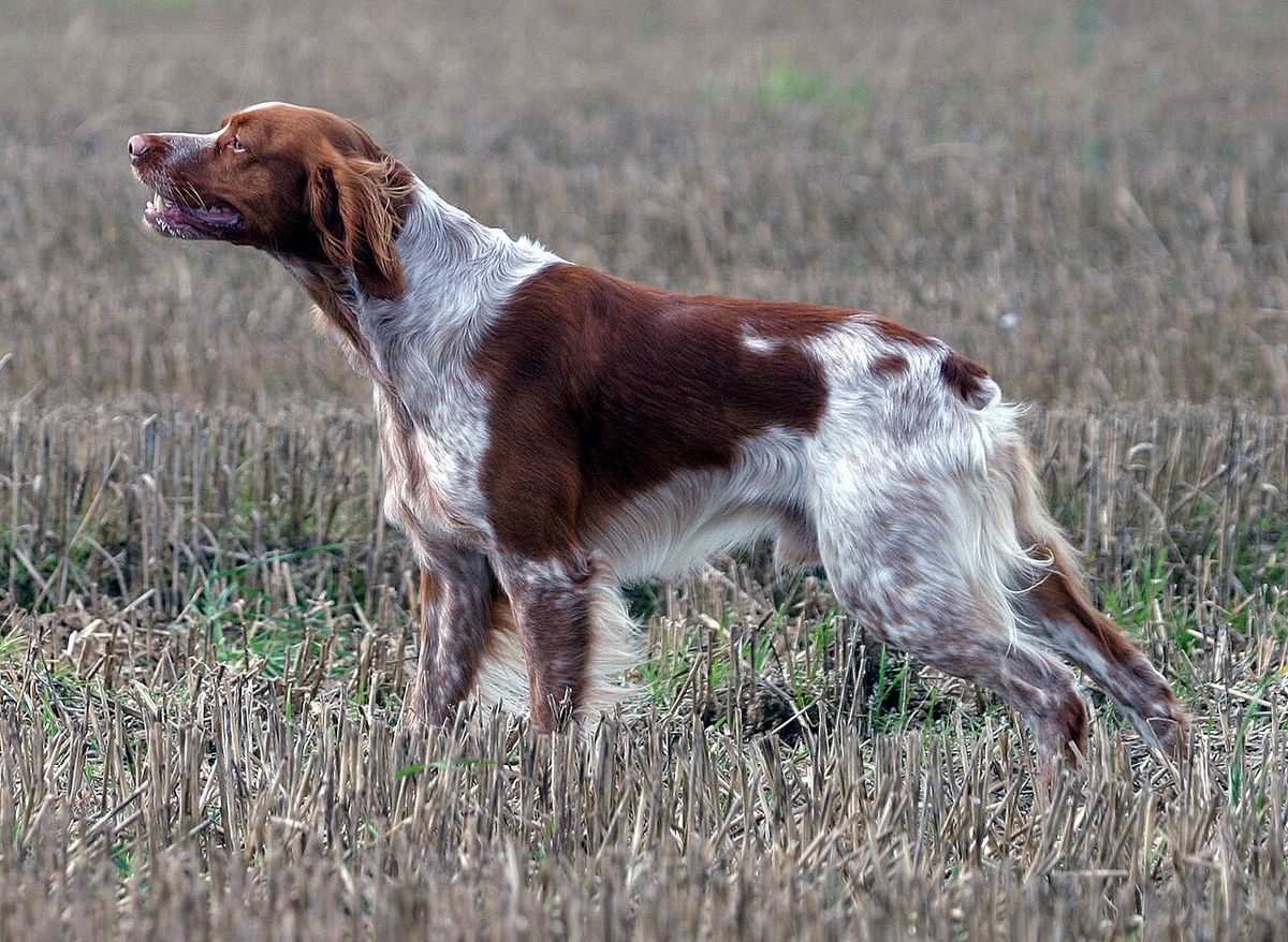 Breton