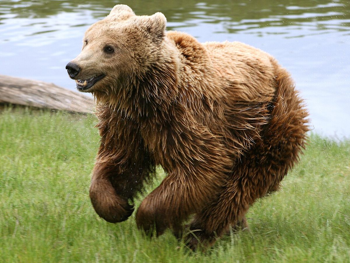Brunbjörn