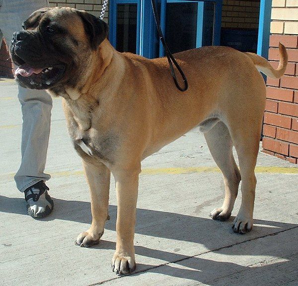 Bullmastiff