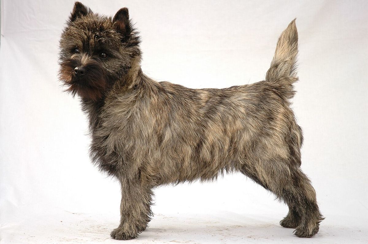 Cairnterrier
