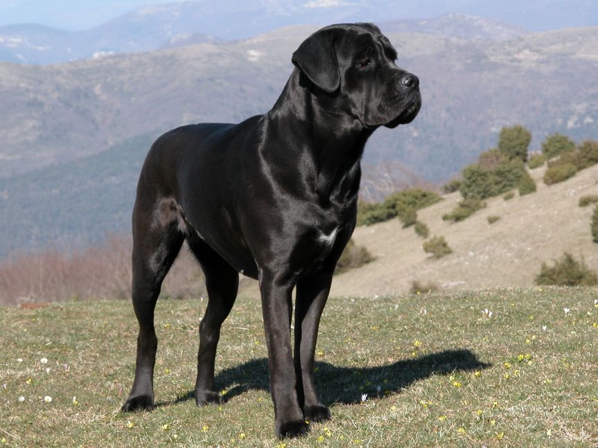Cane corso
