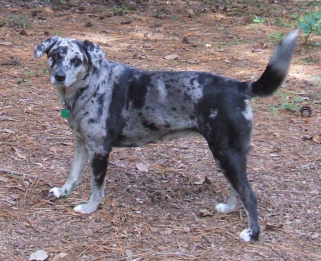 Catahoula Leopard Dog