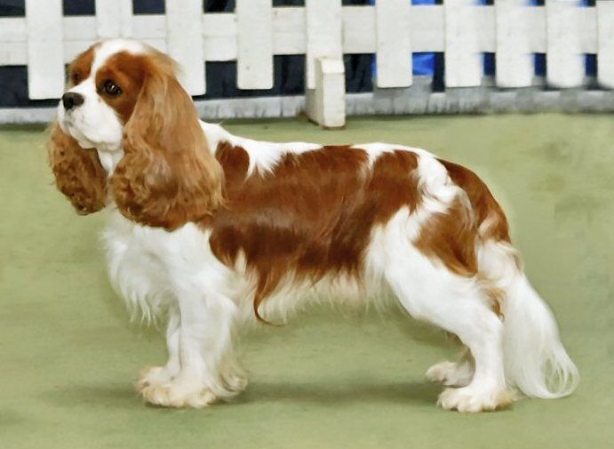 Cavalier king charles spaniel