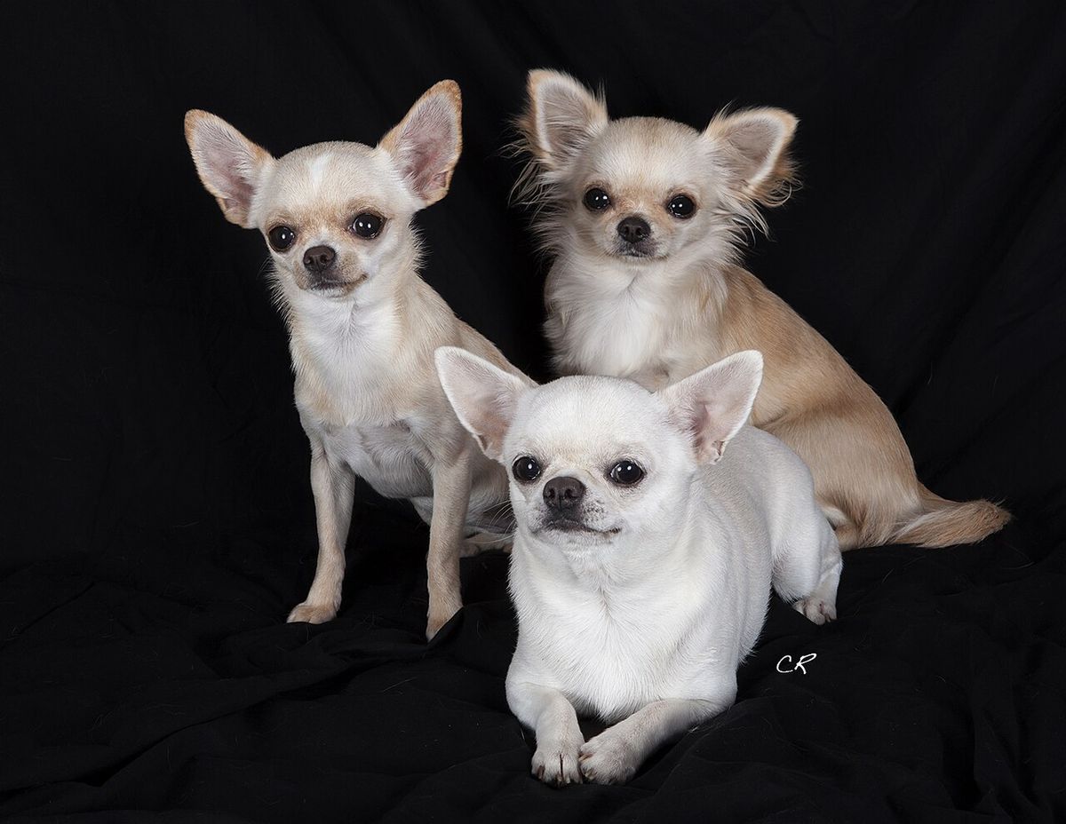 Chihuahua (hundras)