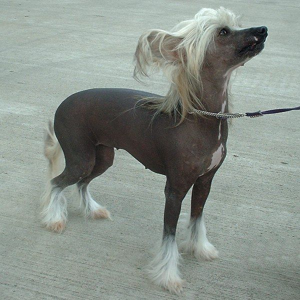 Chinese crested dog