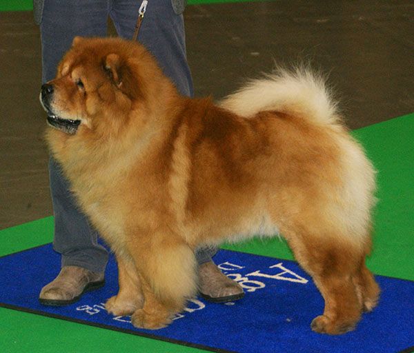Chow chow