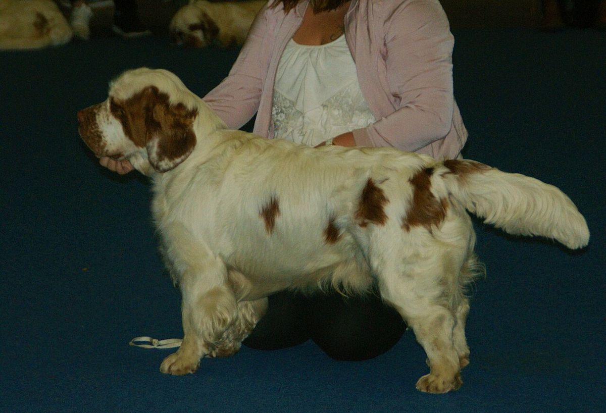 Clumber spaniel