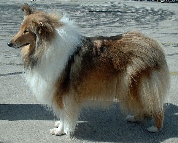 Collie