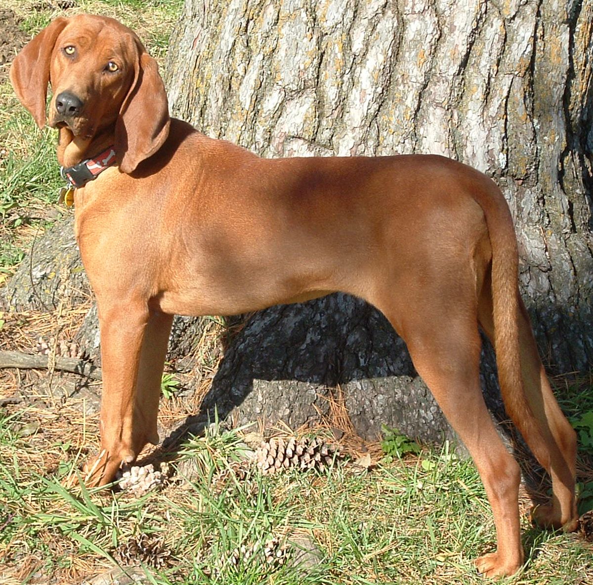 Coonhound