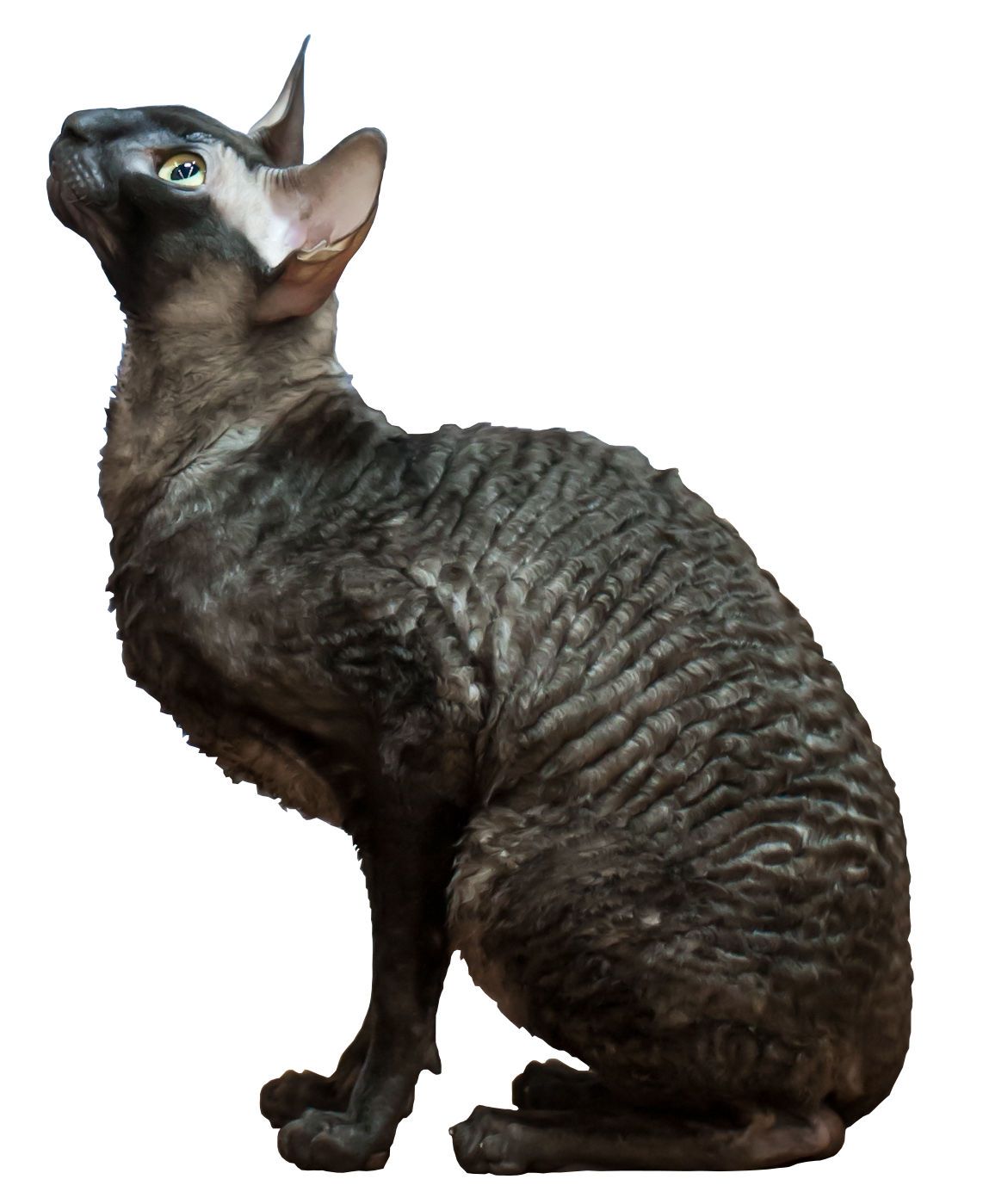 Cornish rex
