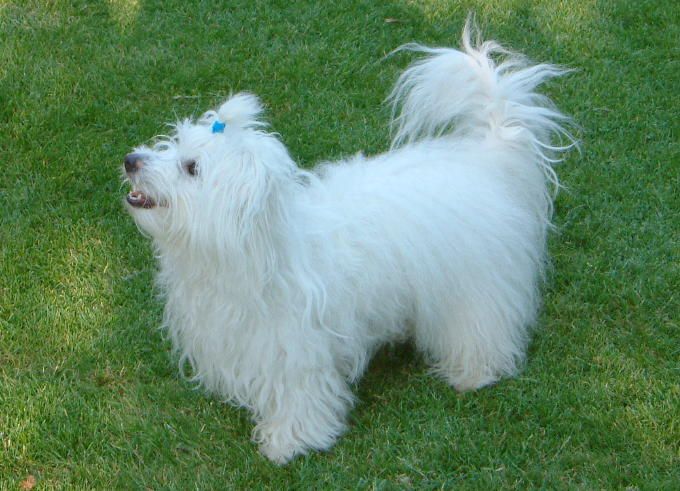 Coton de tuléar