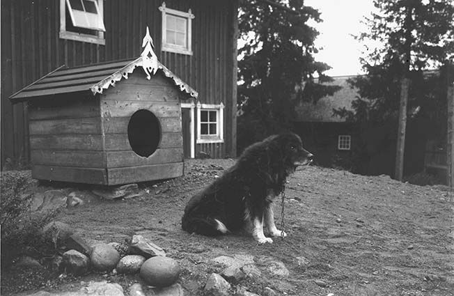Dalbohund