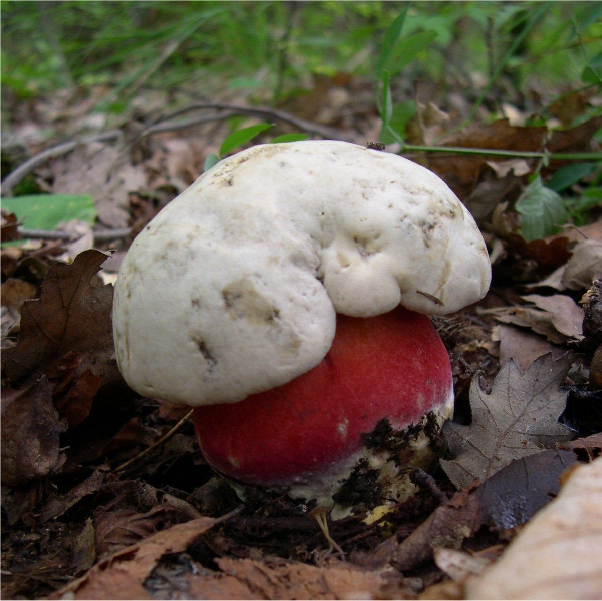 Djävulssopp