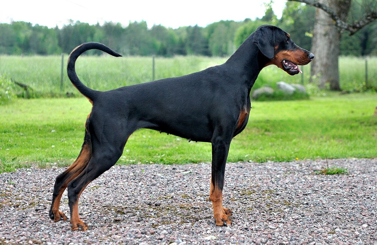 Dobermann