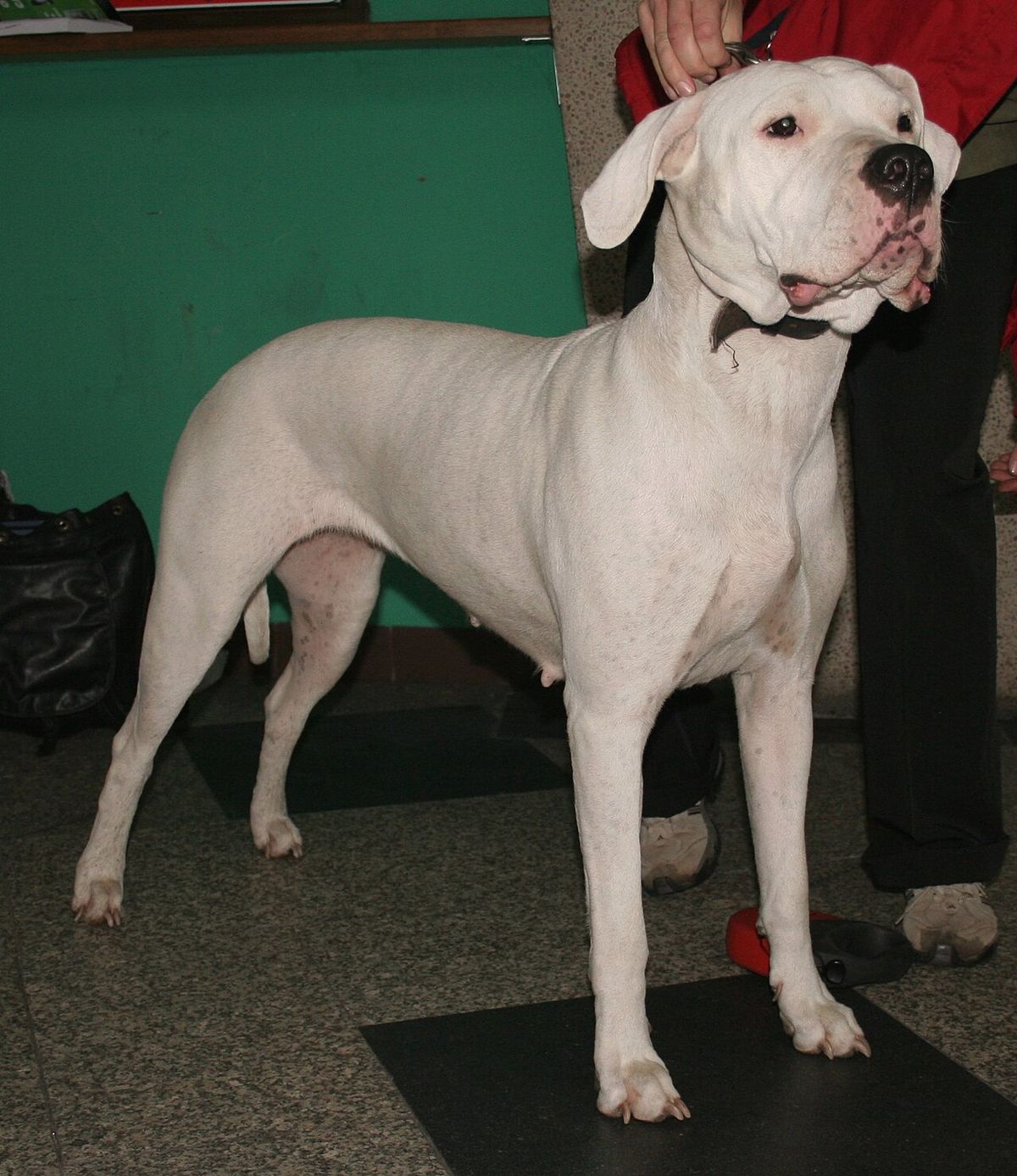 Dogo argentino